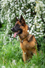 Beautiful German Shepherd Dog Sitting Outdoors in Front of Blooming White Flowers. Close-up Pet Portrait in High Quality with Natural Background.