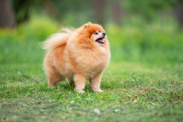Beautiful Senior Fluffy Pomeranian Dog Standing on Grass Outdoors with a Blurred Background. Close-up Pet Portrait in High Quality.