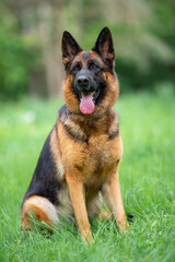 Beautiful German Shepherd Dog Lying on Green Grass Outdoors with a Forest Background. Close-up Pet Portrait in High Quality.
