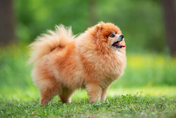 Beautiful Senior Fluffy Pomeranian Dog Standing on Grass Outdoors with a Blurred Background. Close-up Pet Portrait in High Quality.