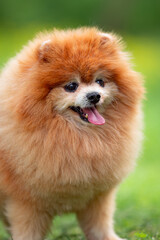 Beautiful Senior Fluffy Pomeranian Dog Standing on Grass Outdoors with a Blurred Background. Close-up Pet Portrait in High Quality.