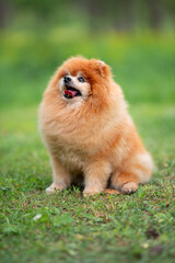 Beautiful Senior Fluffy Pomeranian Dog Standing on Grass Outdoors with a Blurred Background. Close-up Pet Portrait in High Quality.