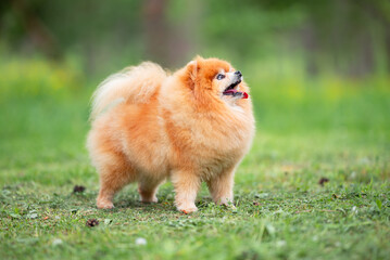 Beautiful Senior Fluffy Pomeranian Dog Standing on Grass Outdoors with a Blurred Background. Close-up Pet Portrait in High Quality.