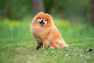 Beautiful Senior Fluffy Pomeranian Dog Standing on Grass Outdoors with a Blurred Background. Close-up Pet Portrait in High Quality.