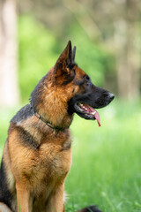 Beautiful German Shepherd Dog Lying on Green Grass Outdoors with a Forest Background. Close-up Pet Portrait in High Quality.