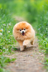 Beautiful Senior Fluffy Pomeranian Dog Standing on Grass Outdoors with a Blurred Background. Close-up Pet Portrait in High Quality.