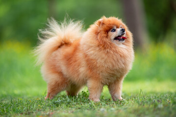 Beautiful Senior Fluffy Pomeranian Dog Standing on Grass Outdoors with a Blurred Background. Close-up Pet Portrait in High Quality.