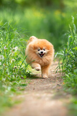Beautiful Senior Fluffy Pomeranian Dog Standing on Grass Outdoors with a Blurred Background. Close-up Pet Portrait in High Quality.