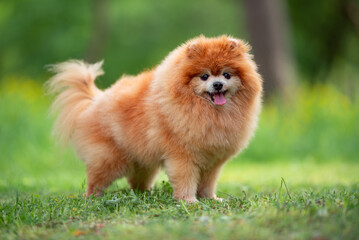 Beautiful Senior Fluffy Pomeranian Dog Standing on Grass Outdoors with a Blurred Background. Close-up Pet Portrait in High Quality.