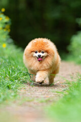 Beautiful Senior Fluffy Pomeranian Dog Standing on Grass Outdoors with a Blurred Background. Close-up Pet Portrait in High Quality.