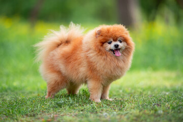 Beautiful Senior Fluffy Pomeranian Dog Standing on Grass Outdoors with a Blurred Background. Close-up Pet Portrait in High Quality.