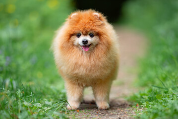 Beautiful Senior Fluffy Pomeranian Dog Standing on Grass Outdoors with a Blurred Background. Close-up Pet Portrait in High Quality.