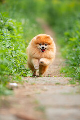 Beautiful Senior Fluffy Pomeranian Dog Standing on Grass Outdoors with a Blurred Background. Close-up Pet Portrait in High Quality.