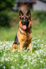Beautiful German Shepherd Dog Sitting Outdoors in Front of Blooming White Flowers. Close-up Pet Portrait in High Quality with Natural Background.