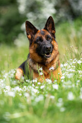 Beautiful German Shepherd Dog Sitting Outdoors in Front of Blooming White Flowers. Close-up Pet Portrait in High Quality with Natural Background.