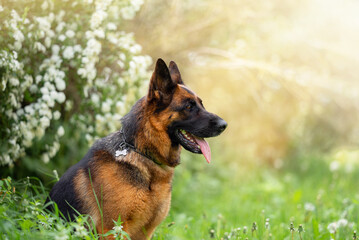 Beautiful German Shepherd Dog Sitting Outdoors in Front of Blooming White Flowers. Close-up Pet Portrait in High Quality with Natural Background.