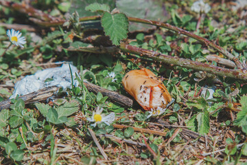 Ants crawling over a piece of discarded sausage on the grass in a natural outdoor setting