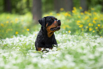 Beautiful Rottweiler Dog Sitting Outdoors in Front of Blooming White Flowers. Close-up Pet Portrait in High Quality with Natural Background.