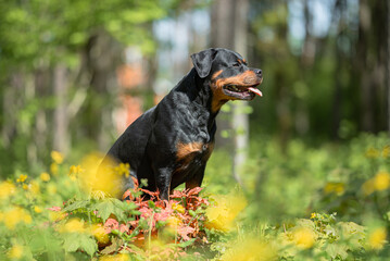 Beautiful Rottweiler Dog Posing Outdoors Without a Collar. Close-up Pet Portrait in High Quality with Natural Background.