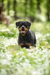 Beautiful Rottweiler Dog Sitting Outdoors in Front of Blooming White Flowers. Close-up Pet Portrait in High Quality with Natural Background.