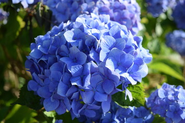 コメット（アジサイ）