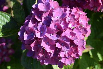 コメット（アジサイ）