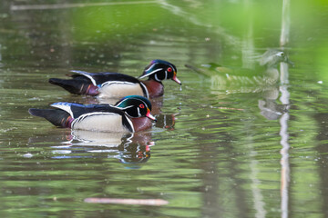 Pair of male wood ducks swimming in a pond.