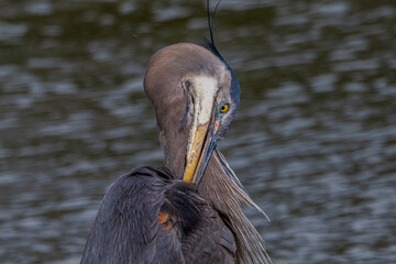 Great blue heron preening, a lake in the background.