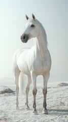 Obraz premium Majestic white horse standing on a frozen landscape under the soft glow of daylight