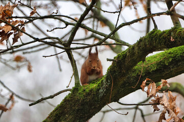 squirrel on a tree