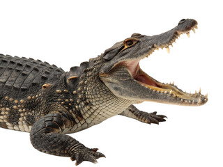 Fototapeta premium A close up of an alligator with its mouth open showing its teeth on a black transparent background