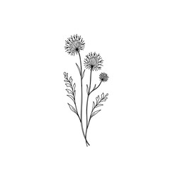 Obraz premium A delicate line drawing of a trio of wildflowers, their intricate forms captured in elegant black and white simplicity, embodying nature's minimalist beauty.
