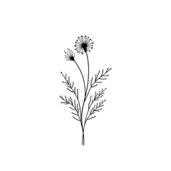 Fototapeta premium Delicate botanical line art features a cluster of wispy, dandelion-like seed heads. This simple yet elegant illustration captures the essence of natural beauty.