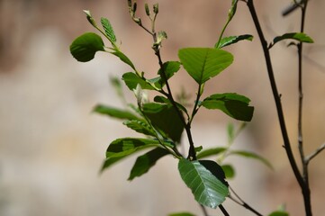Green Leaves on a Branch Background 