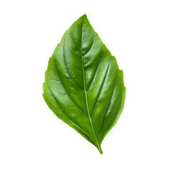 Obraz premium A close-up of a vibrant green basil leaf, showcasing its intricate details and fresh appearance