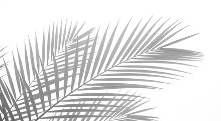 Fototapeta premium Elegant Palm Leaf Silhouette on White Background A Minimalist Tropical Design for Modern Decor and Creative Projects