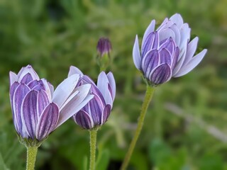 Purple daisy flowers in spring