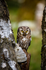Adorable owl in birch forest. Boreal owl, Aegolius funereus, peaks out from behind birch tree trunk. Typical small owl with beautiful big yellow eyes. Known as Tengmalm's owl. Wildlife nature.
