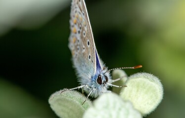 Common Blue Butterfly – Polyommatus icarus (adult male, family Lycaenidae)