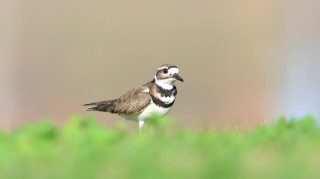 Killdeer bird feeding on earth worms at the lake shore in Michigan countryside .
