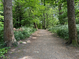 Obraz premium A dirt path winds through a lush, Chellow Dean Woods, surrounded by tall trees and dense underbrush. Sunlight filters softly through the leaves, casting dappled shadows on the ground in Allerton, UK