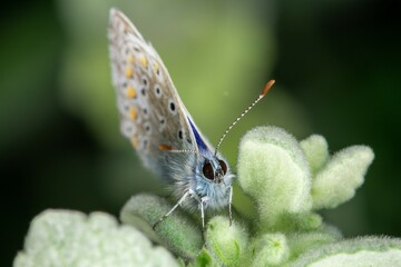 Common Blue Butterfly – Polyommatus icarus (adult male, family Lycaenidae)