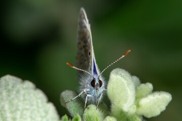 Common Blue Butterfly – Polyommatus icarus (adult male, family Lycaenidae)
