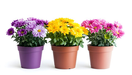 Fototapeta premium Pots with beautiful colorful chrysanthemum flowers on white background