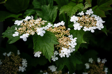 Blooming white viburnum in the spring garden	