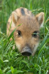 Warchlak, dzik w mieście, Warszawa, Tarchomin © Pit75Wawa