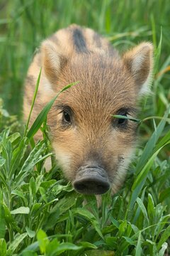 Warchlak, dzik w mieście, Warszawa, Tarchomin