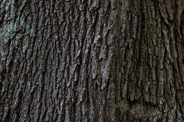 Obraz premium 木の皮