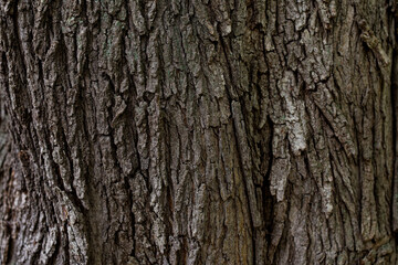 Fototapeta premium 木の皮