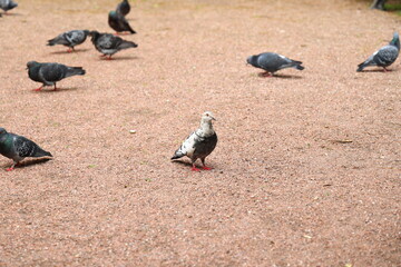 Fototapeta premium A group of pigeons gathered in the park along with an exceptionally unique whitefeathered bird